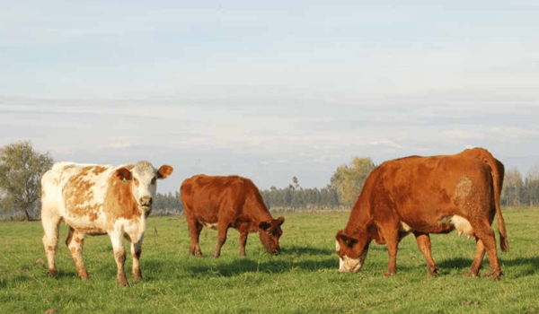 Nutrición prenatal de la vaca de carne. Su efecto en la progenie - Image 1