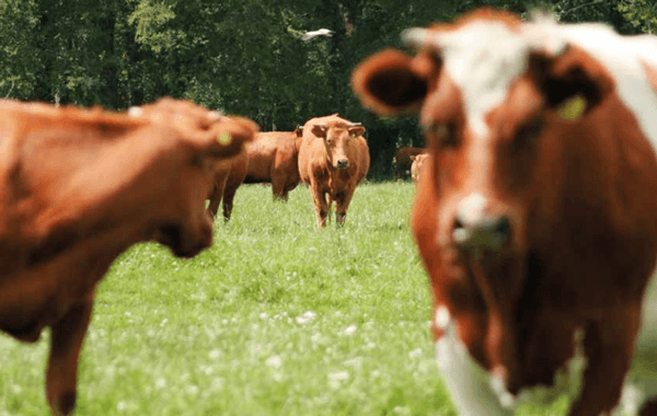 Nutrición prenatal de la vaca de carne. Su efecto en la progenie - Image 3