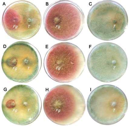 Control biológico de Fusarium graminearum: utilización de Trichoderma spp. y biofumigación con parte aérea de Brassica juncea - Image 3