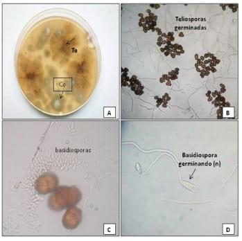 Biología de la germinación de thecaphora frezzi in vitro - Image 1