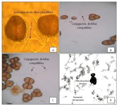 Biología de la germinación de thecaphora frezzi in vitro - Image 2