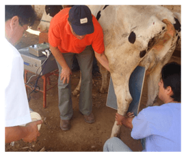 Reducción de Fractura de tibia, mediante fijación esquelética externa (FEE) en vacas. Una opción terapéutica que debe tomarse en cuenta - Image 1