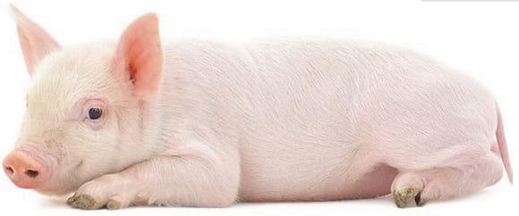 Mantenimiento de la salud intestinal para una produccion eficiente en Porcino. - Image 7