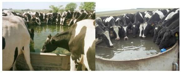 Calidad y disponibilidad de agua para los bovinos en producción - Image 6
