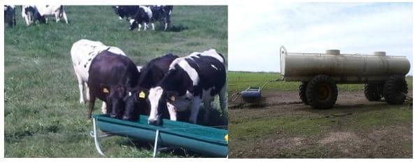 Calidad y disponibilidad de agua para los bovinos en producción - Image 8