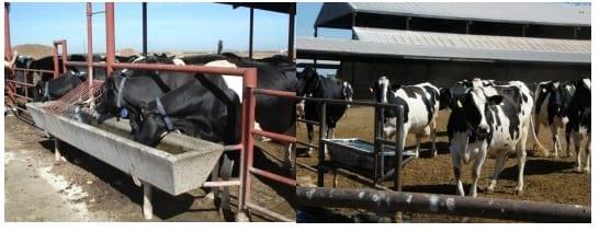 Calidad y disponibilidad de agua para los bovinos en producción - Image 5