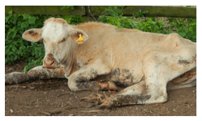 Estudio de brote de dermatophilus congolensis en bovinos de carne en pastoreo en el noreste de Mexico. Primer Reporte - Image 3