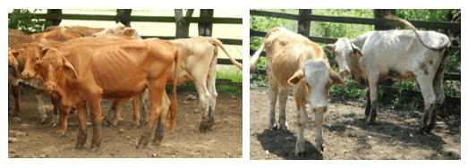 Estudio de brote de dermatophilus congolensis en bovinos de carne en pastoreo en el noreste de Mexico. Primer Reporte - Image 2