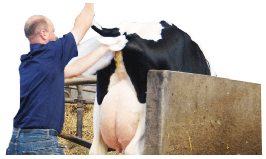 Cuidados necesarios con la técnica de Inseminación Artificial en bovinos - Image 1