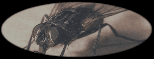 Control de mosca sinantrópica en producciones intensivas - Image 4