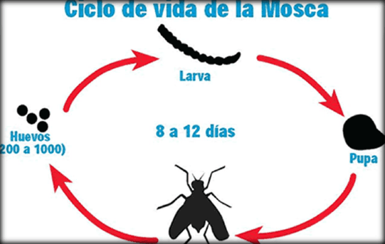 Control de mosca sinantrópica en producciones intensivas - Image 3