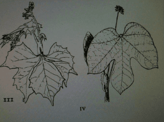 La Chaya (Cnidoscolus Aconitifolium), un recurso forrajero no tradicional propio de la región tropical del país. - Image 6