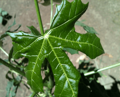 La Chaya (Cnidoscolus Aconitifolium), un recurso forrajero no tradicional propio de la región tropical del país. - Image 8