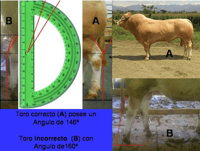 Importancia del control de cojeras en el ganado de carne - Image 3