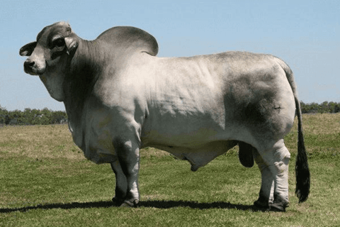 Importancia del control de cojeras en el ganado de carne - Image 11