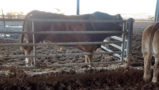 Importancia del control de cojeras en el ganado de carne - Image 1