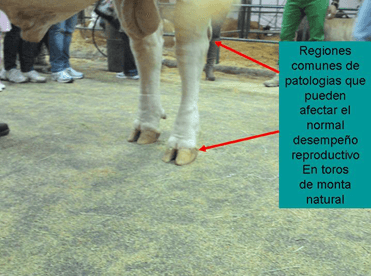 Importancia del control de cojeras en el ganado de carne - Image 2