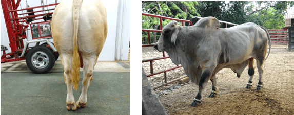 Importancia del control de cojeras en el ganado de carne - Image 10