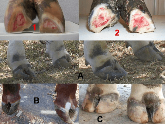 Importancia del control de cojeras en el ganado de carne - Image 5