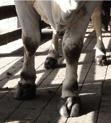 Importancia del control de cojeras en el ganado de carne - Image 8