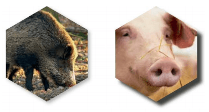 Conceptos de vida - OptiCell®: una herramienta para todas las fases de los cerdos - Image 1