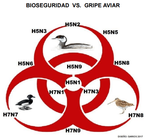 Gripe Aviar - América: Máxima Bioseguridad para evitar brotes masivos - Image 7