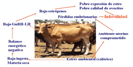 Consecuencias del estrés calórico sobre la reproducción del ganado vacuno - Image 2