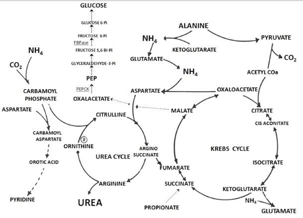 Interrelaciones entre ureagénesis y gluconeogénesis hepática en rumiantes alimentados con elevado contenido de nitrógeno - Image 2