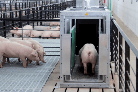 Estudio del comportamiento de alimentación de cerdos alojados en grupos mediante un sistema de comederos inteligentes: Pig Perfomance Testing - Image 1
