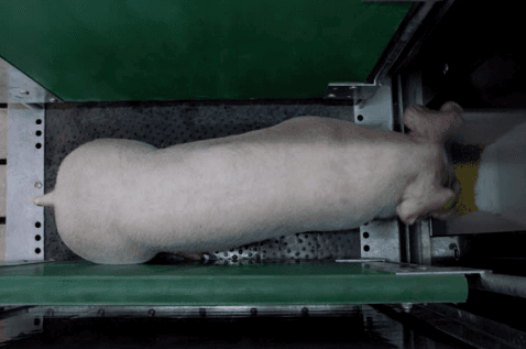 Estudio del comportamiento de alimentación de cerdos alojados en grupos mediante un sistema de comederos inteligentes: Pig Perfomance Testing - Image 8
