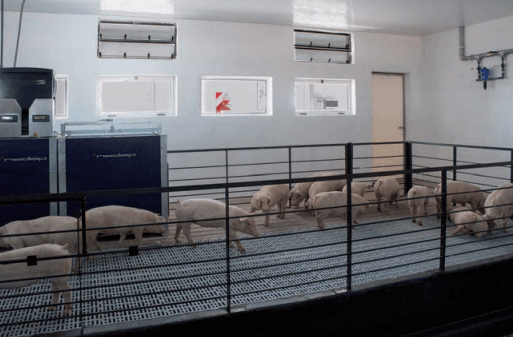 Estudio del comportamiento de alimentación de cerdos alojados en grupos mediante un sistema de comederos inteligentes: Pig Perfomance Testing - Image 9