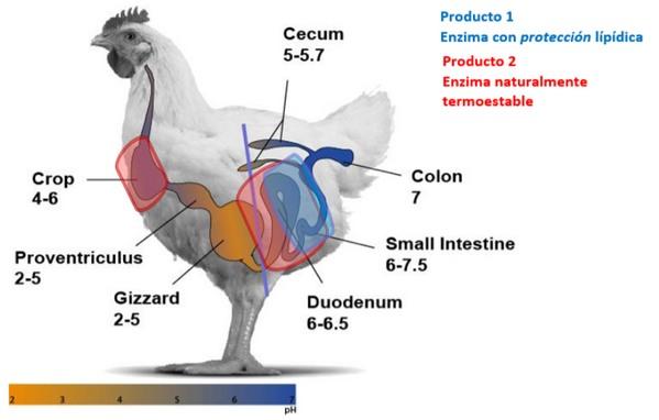 Usos de proteasas en avicultura - Image 7