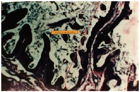 Desarrollo morfológico del estómago en terneros alimentados con dos sustitutos lácteos - Image 11