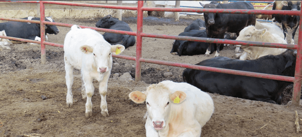 Heredabilidad y Factores que Influyen en Algunos Parámetros reproductivos del ganado bovino - Image 1