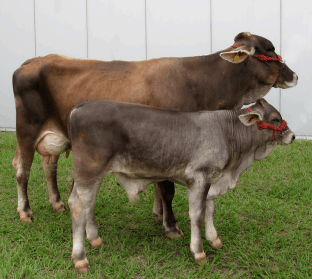 Heredabilidad y Factores que Influyen en Algunos Parámetros reproductivos del ganado bovino - Image 2