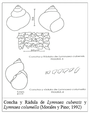 Fasciola hepática y Distomatosis hepática bovina en Venezuela.  I: Ciclo de vida, epidemiología y patogénesis - Image 1