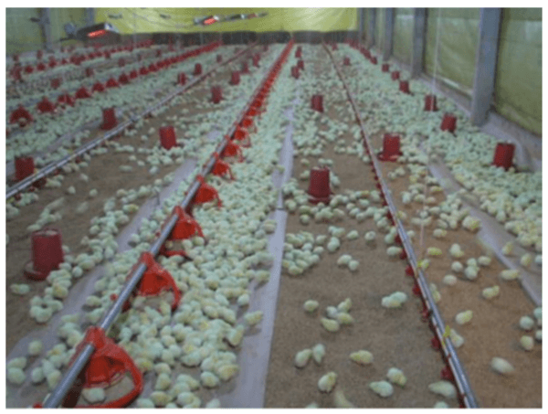 Nutrición de precisión para pollo de engorde de alto desempeño - Image 10