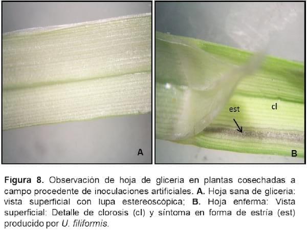 Biología e histopatología del carbón ustilago filiformis (=u. Longissima (sch) meyen) sobre glyceria multiflora steud. (poaceae) - Image 8