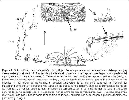 Biología e histopatología del carbón ustilago filiformis (=u. Longissima (sch) meyen) sobre glyceria multiflora steud. (poaceae) - Image 9