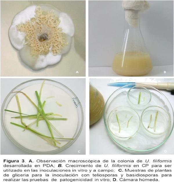 Biología e histopatología del carbón ustilago filiformis (=u. Longissima (sch) meyen) sobre glyceria multiflora steud. (poaceae) - Image 3