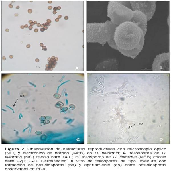 Biología e histopatología del carbón ustilago filiformis (=u. Longissima (sch) meyen) sobre glyceria multiflora steud. (poaceae) - Image 2