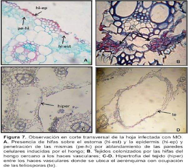 Biología e histopatología del carbón ustilago filiformis (=u. Longissima (sch) meyen) sobre glyceria multiflora steud. (poaceae) - Image 7
