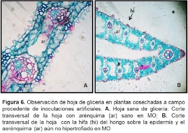 Biología e histopatología del carbón ustilago filiformis (=u. Longissima (sch) meyen) sobre glyceria multiflora steud. (poaceae) - Image 6