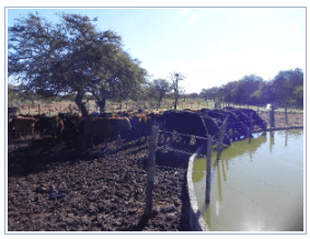 Clasificación de las aguas para bebida de bovinos - Image 1