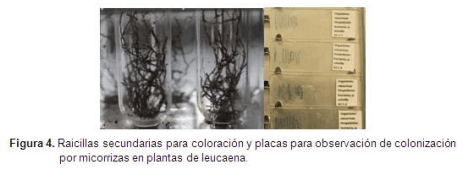 Efecto de uso del suelo bajo un sistema silvopastoril estrella (Cynodon plectostachyus) y leucaena (Leucaena leucocephala) sobre las simbiosis (Rhizobium, Micorrizas) - Image 7