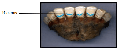El uso de las prótesis y su influencia en el sistema productivo y reproductivo ganadero - Image 10