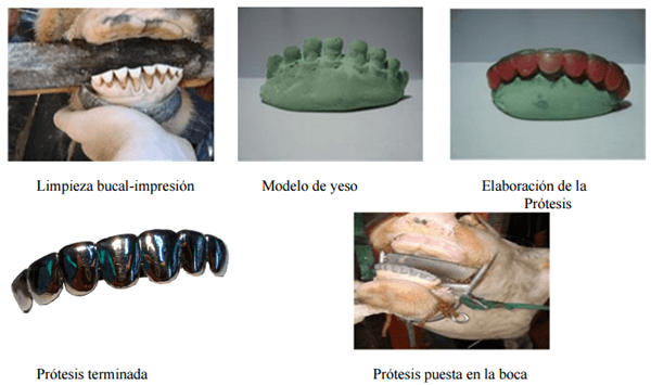 El uso de las prótesis y su influencia en el sistema productivo y reproductivo ganadero - Image 13