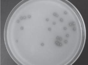 Las Rizobacterias Promotoras del Crecimiento Vegetal (PGPR) en la agricultura - Image 3