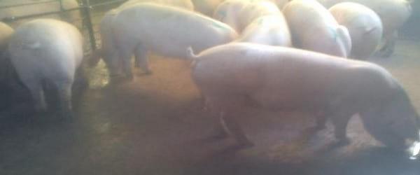 Bienestar Animal de hembras reproductoras porcinas - Image 2