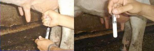 Prevención y control de los tipos de mastitis bovina - Image 3